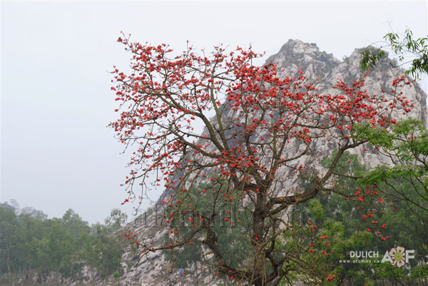 Cây thân gỗ, cay than go, cây công trình, cay cong trinh, cây ngoại thất, cay ngoai that